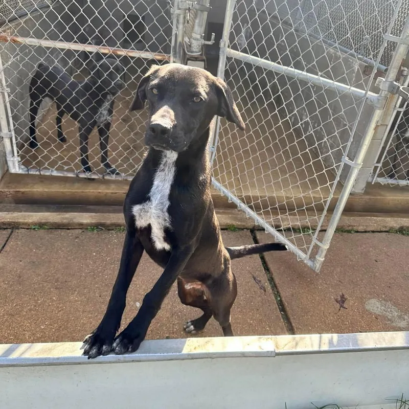 A young large-sized male Labrador Retriever dog named Edge for adoption in Shreveport, LA