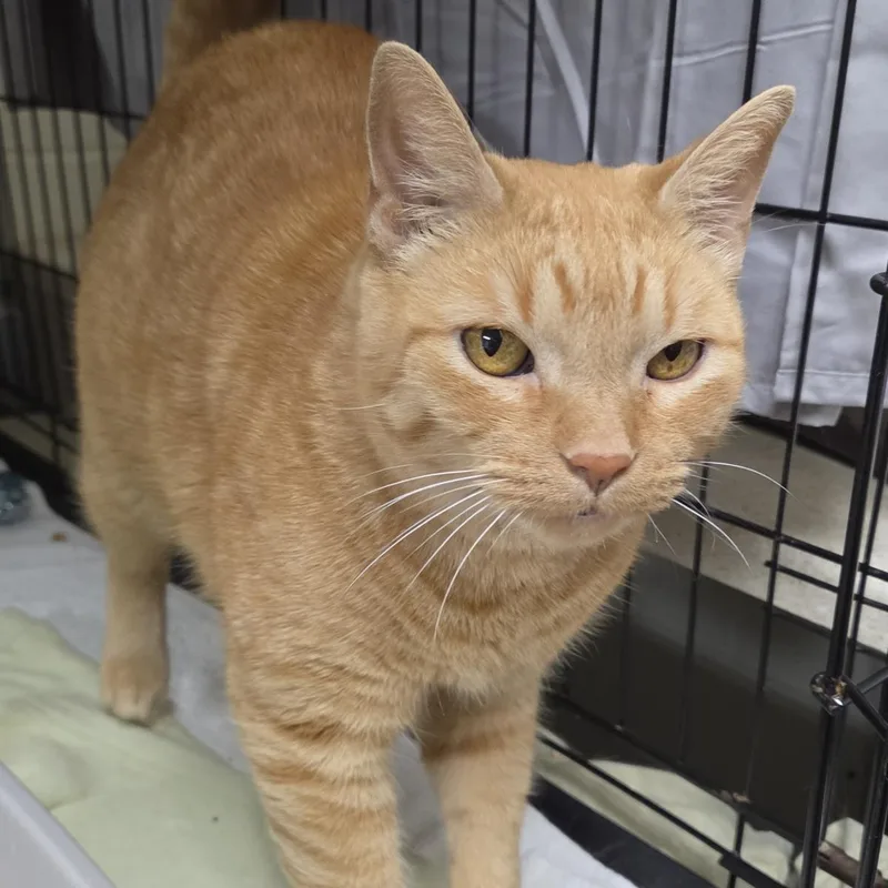 An adult medium-sized male Domestic Short Hair cat named Jazz for adoption in Plover, WI