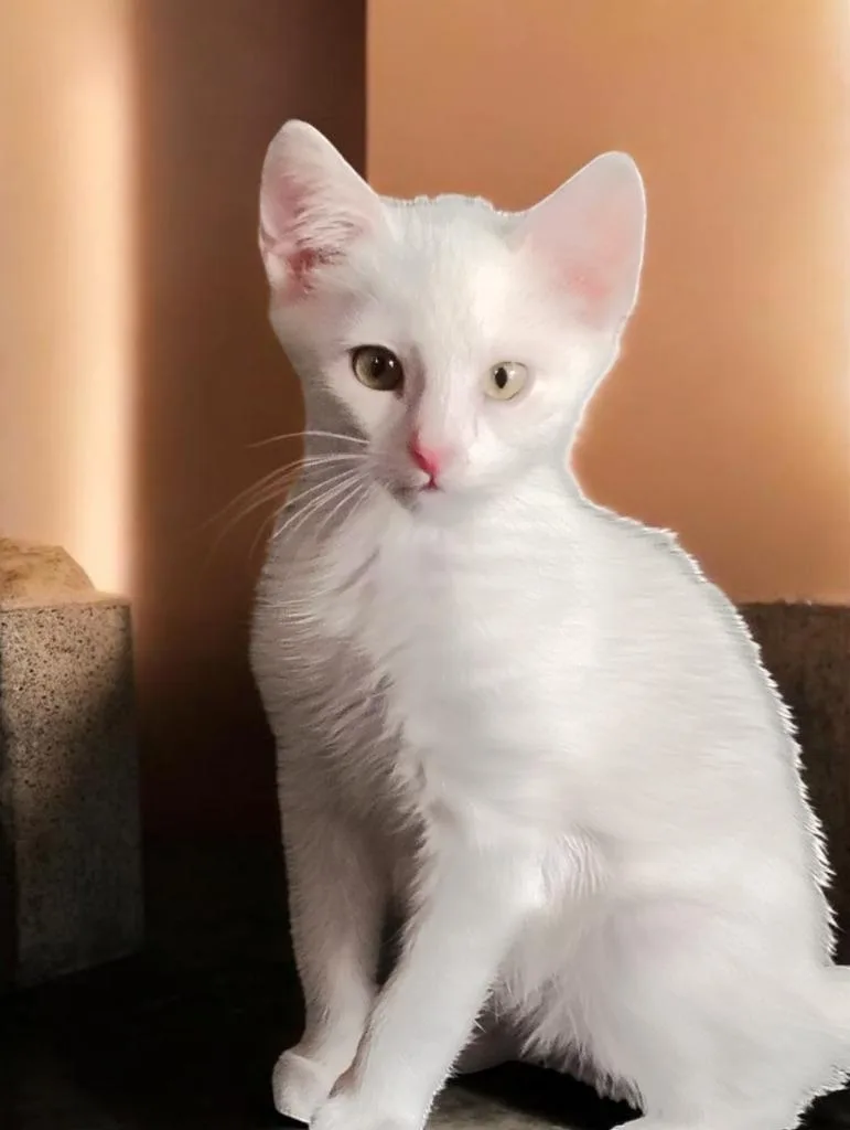A baby medium-sized male Domestic Short Hair cat named Quinn for adoption in Richland Hills, TX