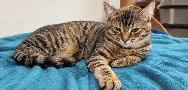 A young small-sized female Domestic Short Hair cat named Morrigan for adoption in Cherryfield, ME