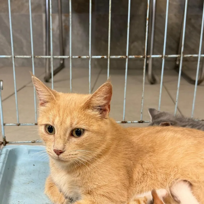 An adult medium-sized female Orange / Red Domestic Short Hair cat named Hyena for adoption in Newark, NJ