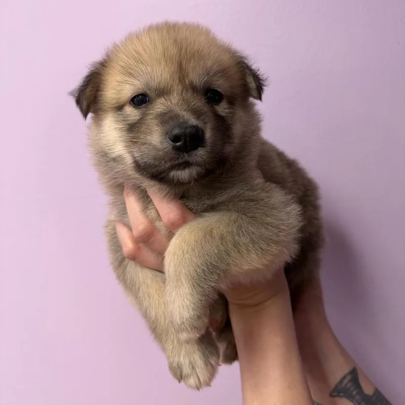 A baby small-sized male Brown / Chocolate Shepherd dog named Santa Monica for adoption in Northbrook, IL