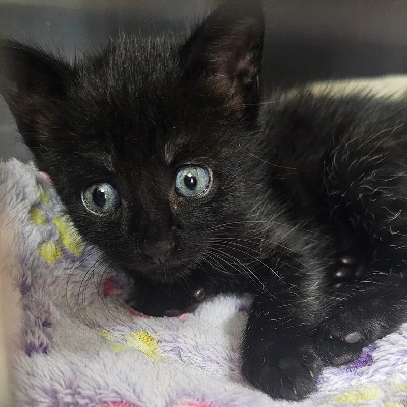 A baby small-sized female Black Domestic Short Hair cat named Soot for adoption in Donalsonville, GA