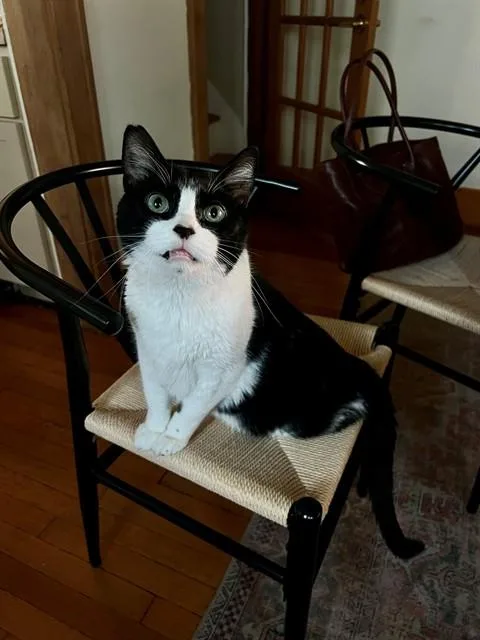 A senior large-sized male Domestic Short Hair cat named Gandalf for adoption in Omaha, NE
