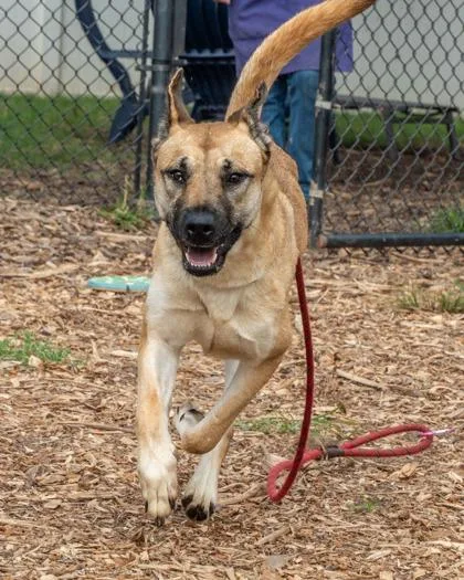 An adult large-sized female Mixed Breed dog named Stanza for adoption in Chamblee, GA
