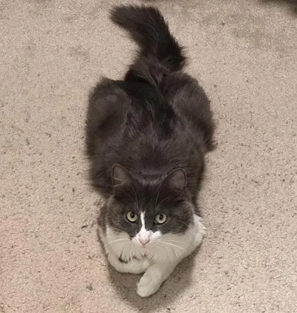 Little Miss