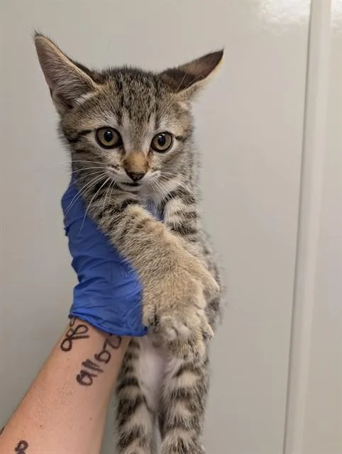 A baby small-sized female Domestic Short Hair cat named Sol for adoption in Ontario, CA