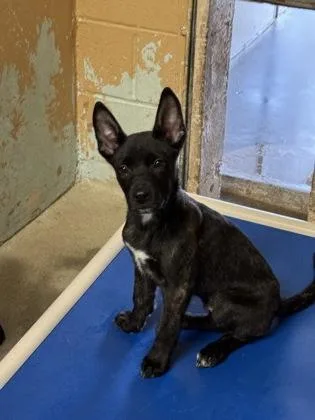 A baby medium-sized male Shepherd dog named Landon for adoption in Madera, CA