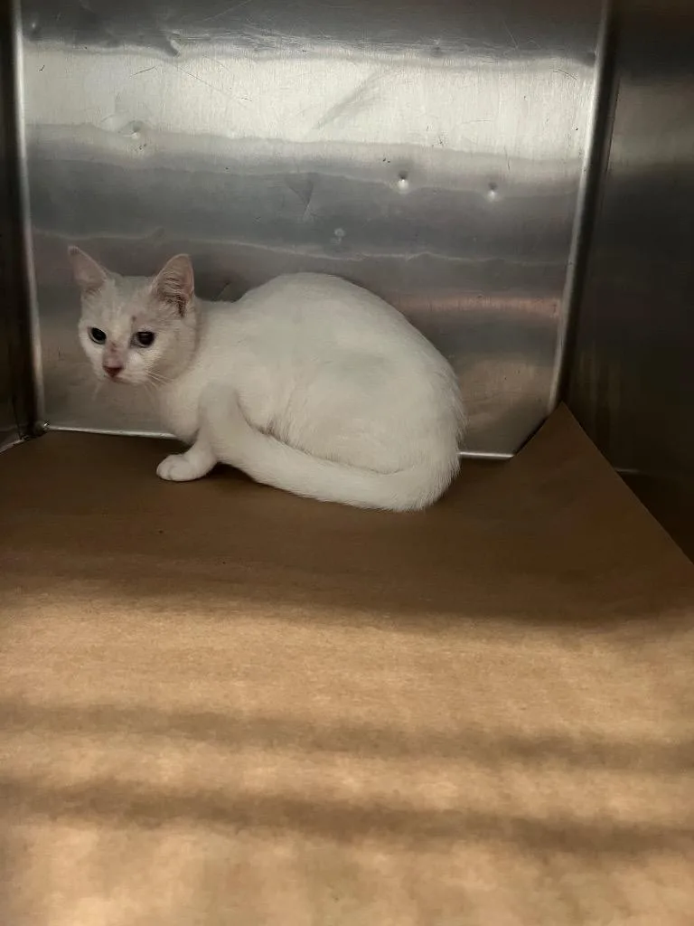 A young large-sized male Domestic Short Hair cat named Blizard for adoption in Cartersville , GA