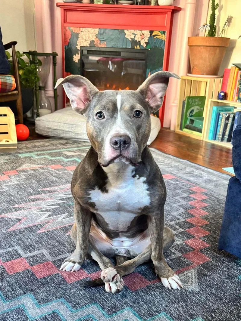 Scooter Pie Special Needs