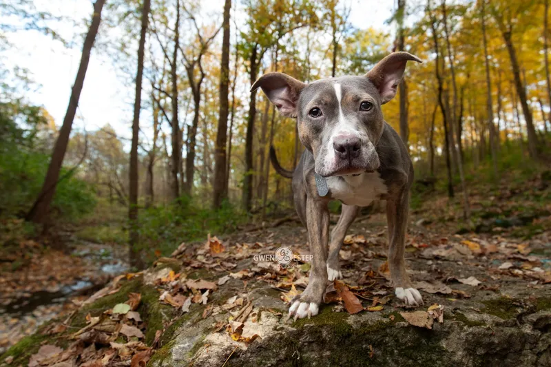 Scooter Pie Special Needs thumbnail 2