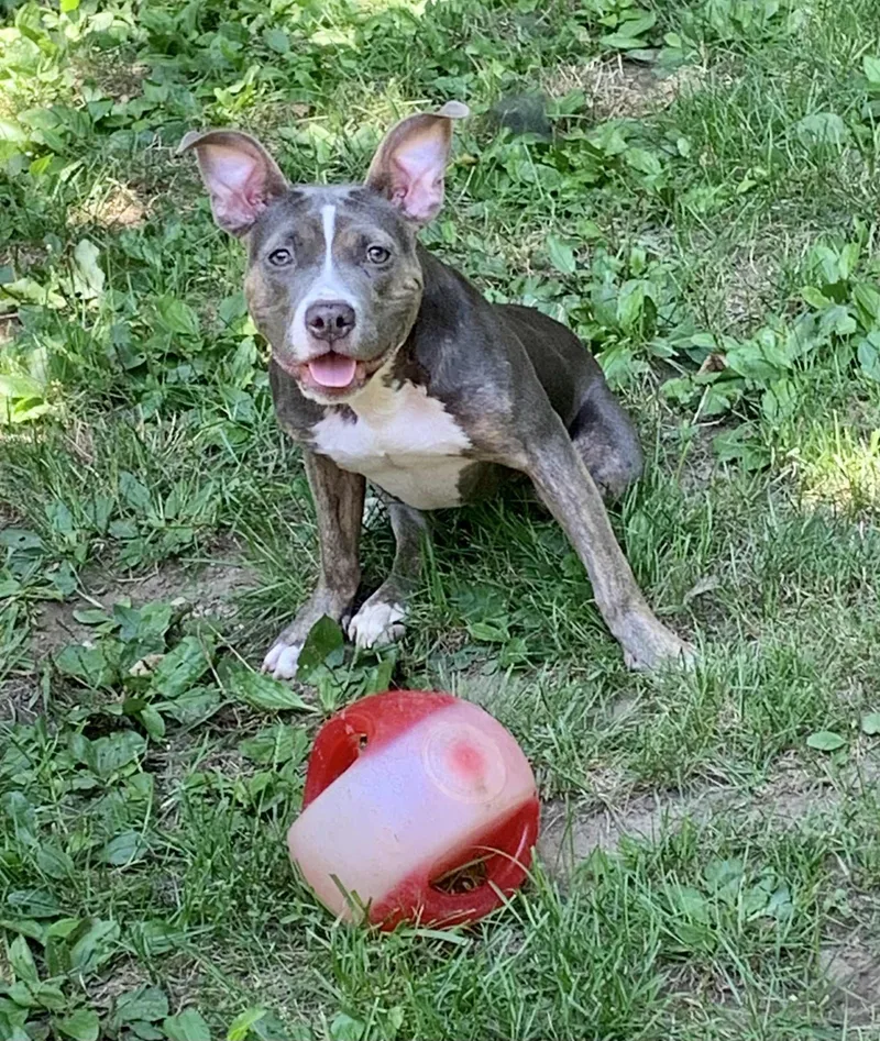 Scooter Pie Special Needs thumbnail 3