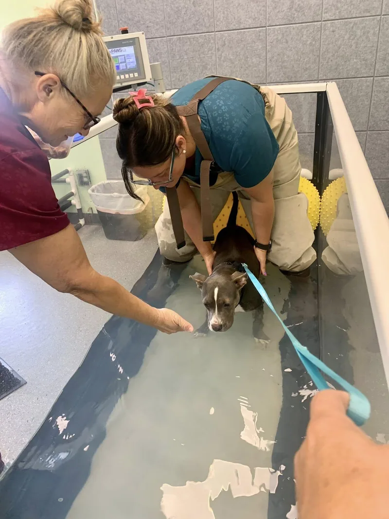 Scooter Pie Special Needs thumbnail 4