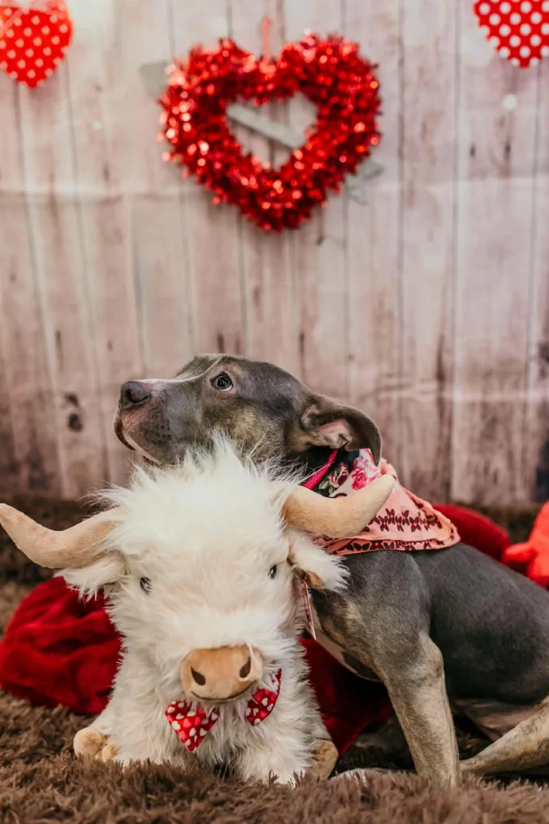 Scooter Pie Special Needs thumbnail 5