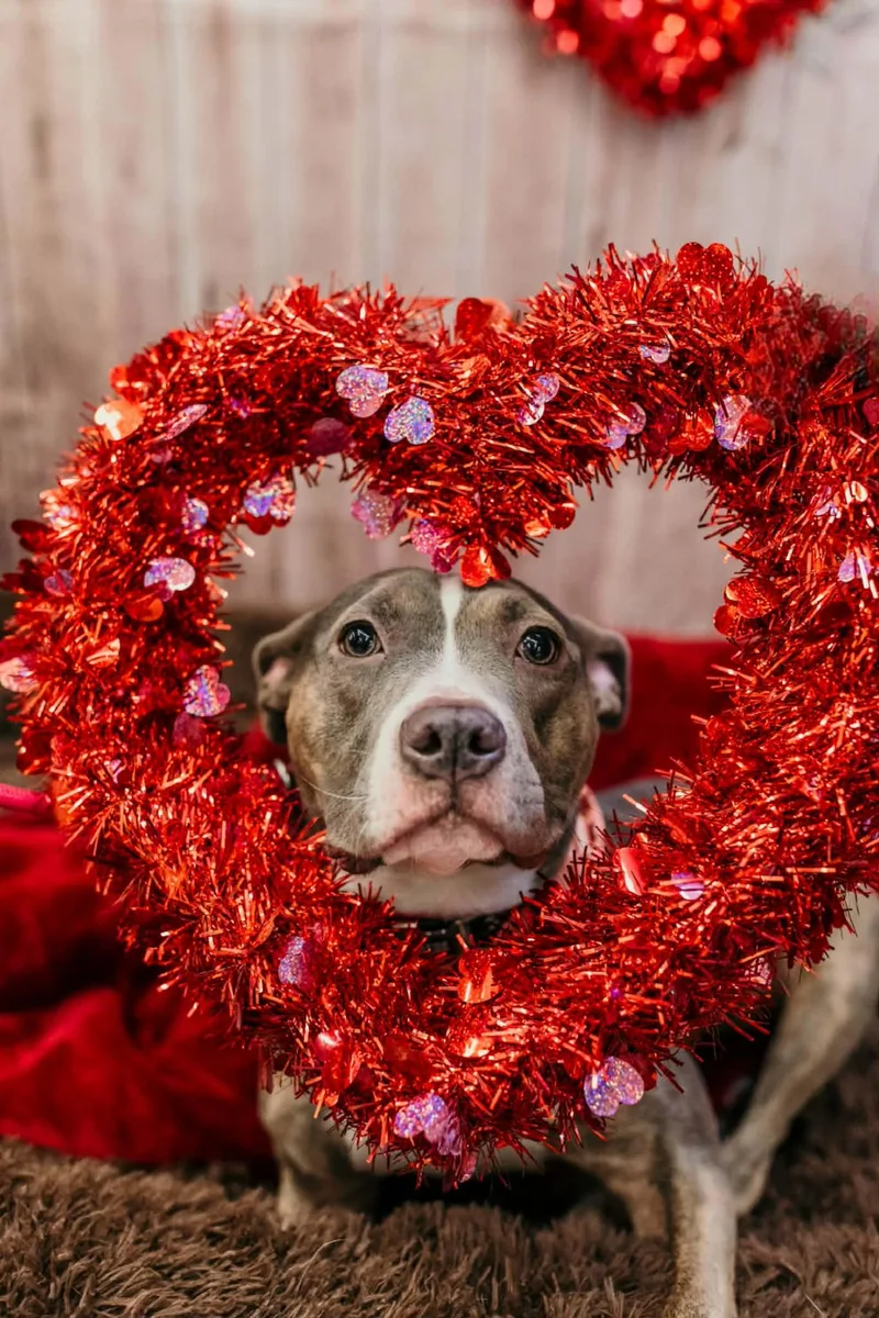 Scooter Pie Special Needs thumbnail 6