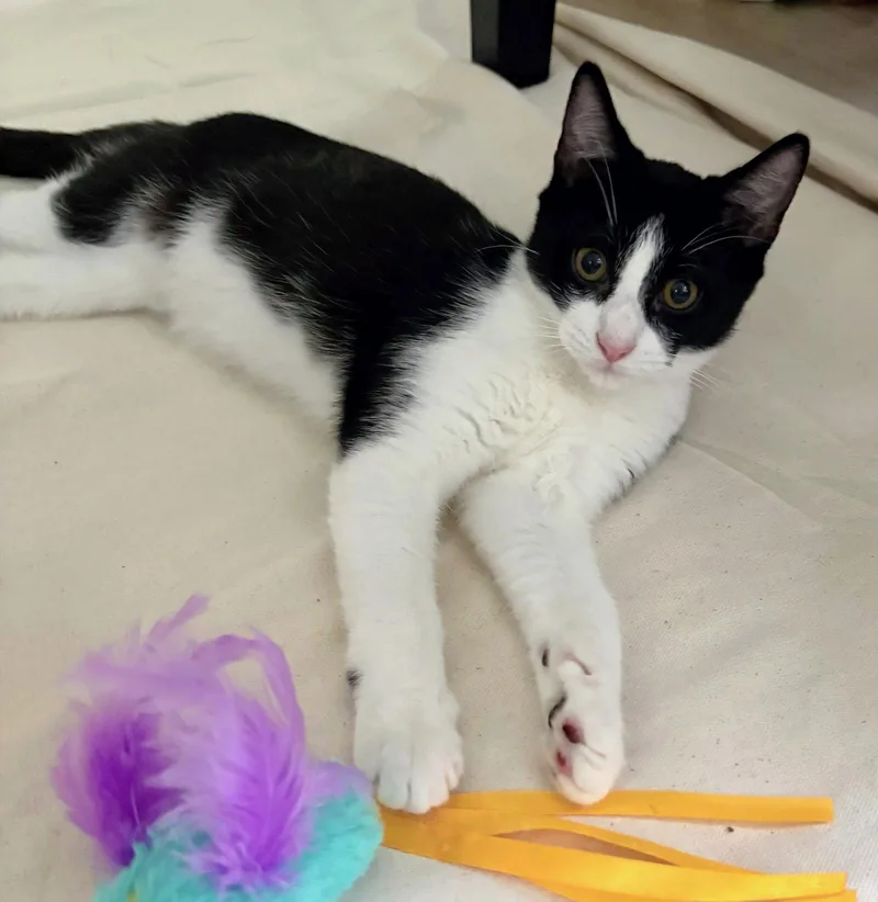A baby medium-sized male Black Domestic Short Hair cat named Obi for adoption in Leesburg, VA