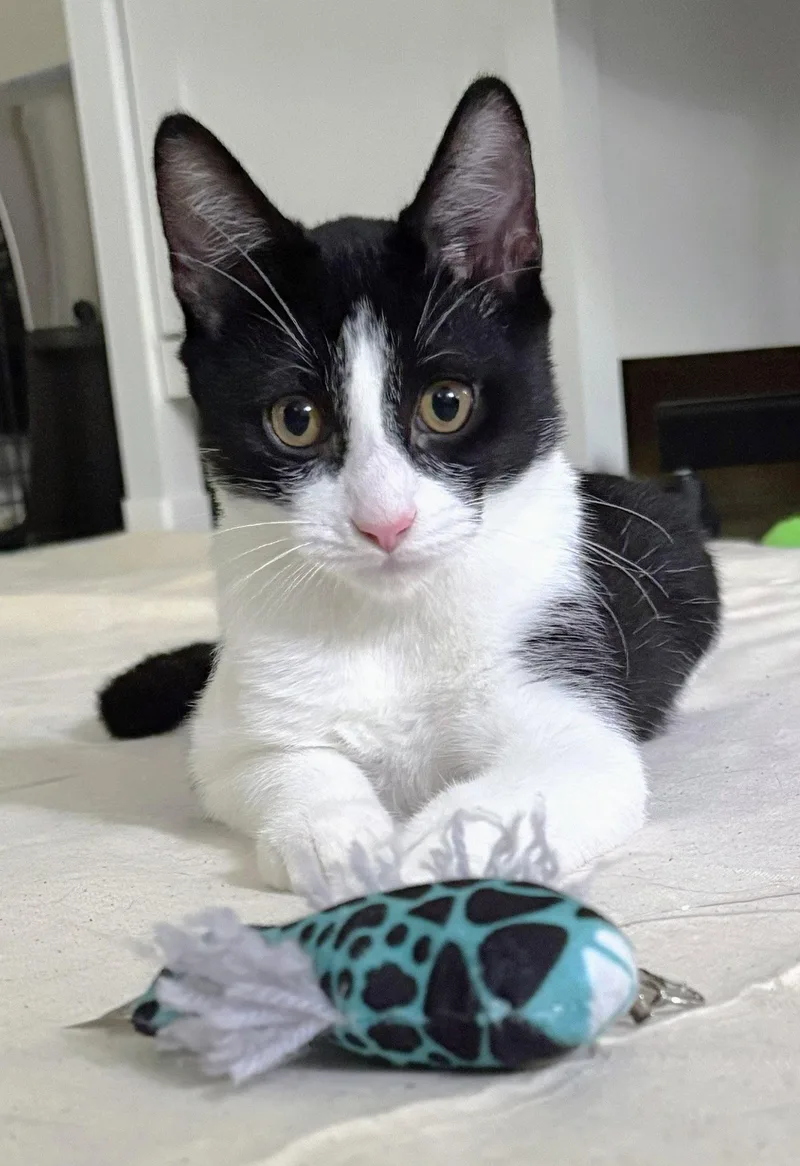 Obi thumbnail 3