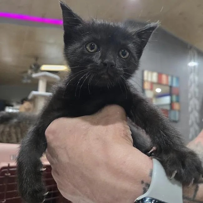 A baby small-sized female Black Domestic Short Hair cat named Maela for adoption in Sioux Falls, SD