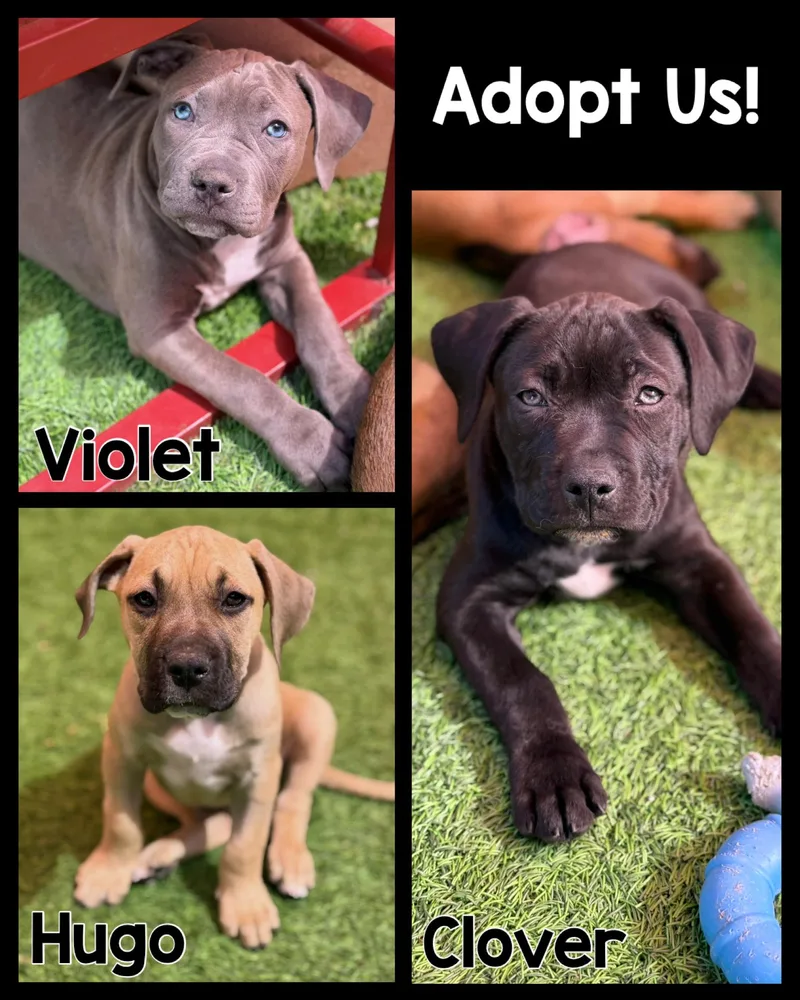 Pit Bull Mix Pups