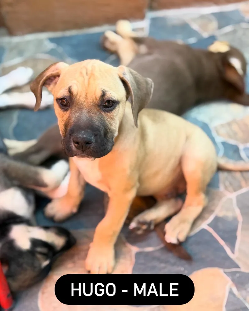 Pit Bull Mix Pups thumbnail 2