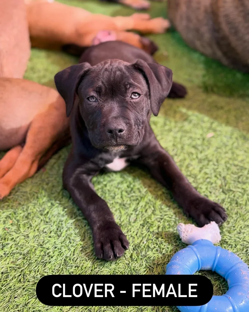 Pit Bull Mix Pups thumbnail 3