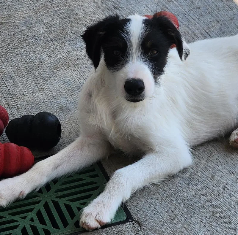 A baby medium-sized male Retriever dog named Fram for adoption in Fort Lupton, CO