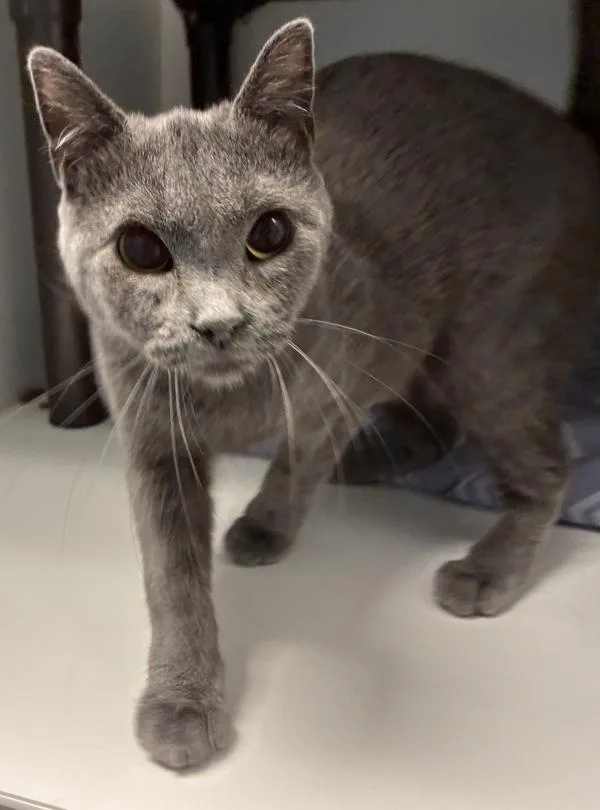 A young medium-sized female Domestic Short Hair cat named Helen for adoption in Salt Lake City, UT