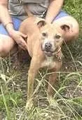 A young medium-sized female Apricot / Beige American Staffordshire Terrier dog named Itty Bitty for adoption in Olympia, WA