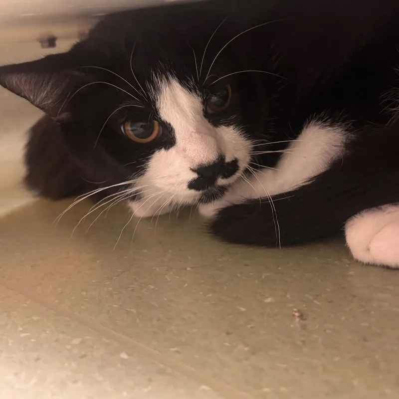 A young medium-sized male Black Domestic Medium Hair cat named Sargent for adoption in Bend, OR