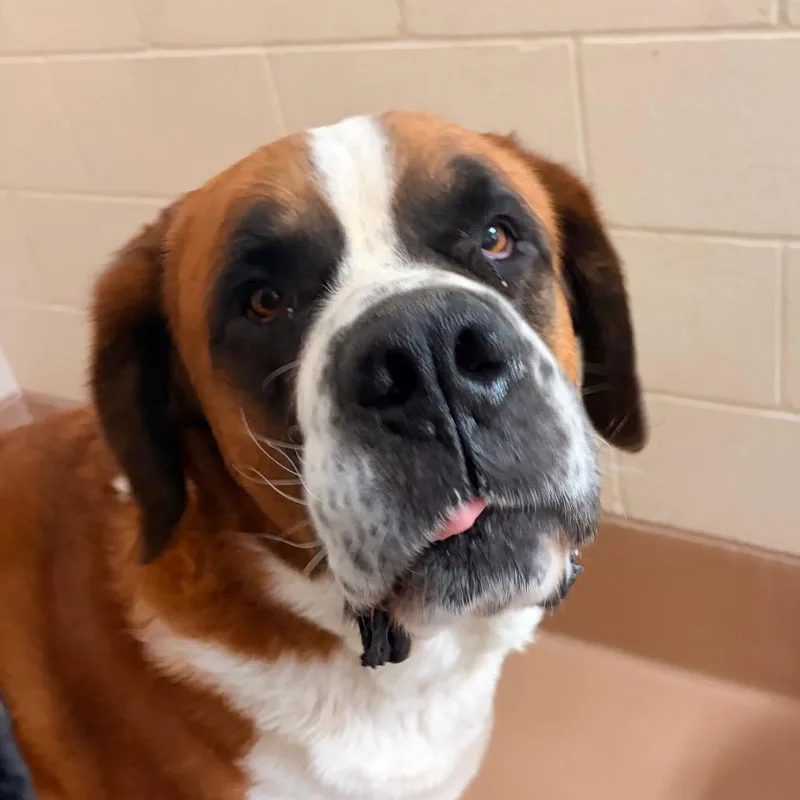 An adult extra large-sized male Yellow / Tan / Blond / Fawn Saint Bernard dog named Duke for adoption in Reno, NV