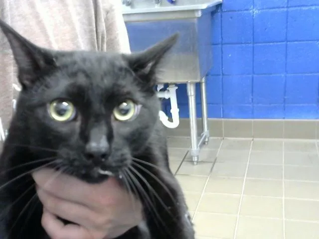 A young medium-sized male Domestic Short Hair cat named Burberry for adoption in Albuquerque, NM
