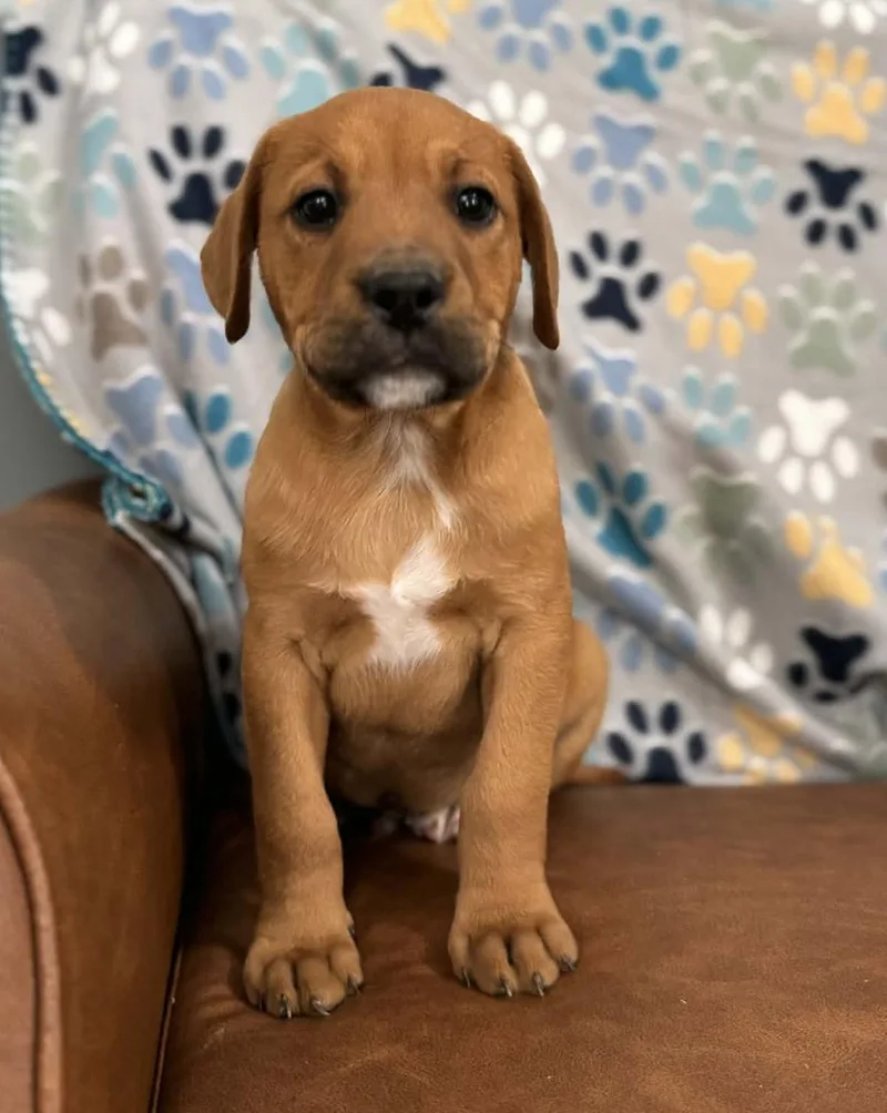 Dagwood Dazzling thumbnail 4