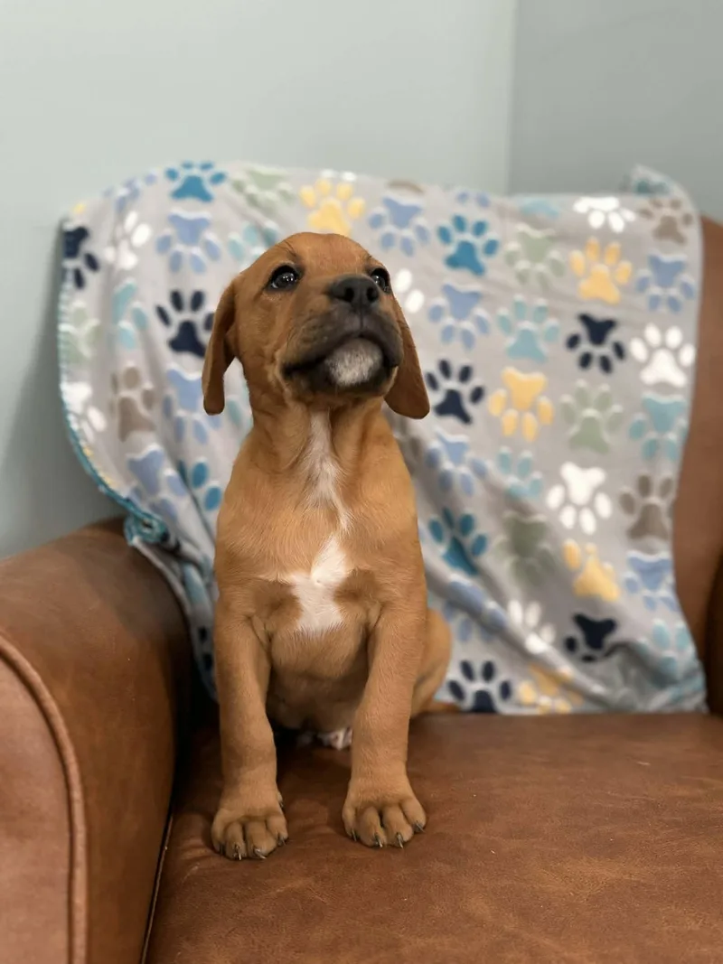 Dagwood Dazzling thumbnail 5