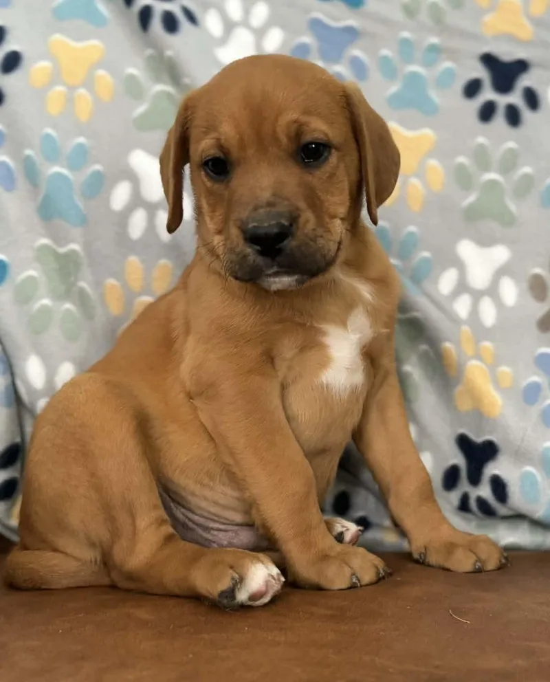 Dagwood Dazzling thumbnail 6