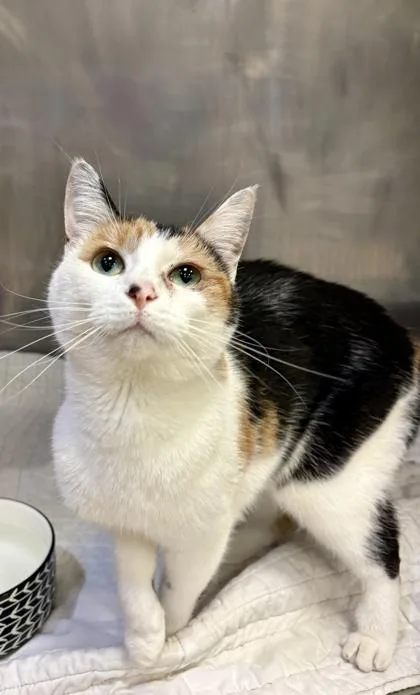An adult small-sized female Calico Domestic Short Hair cat named Elina for adoption in Lafayette, IN