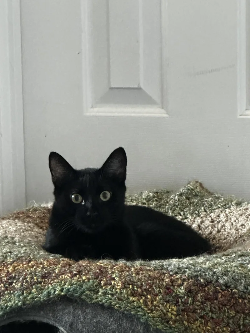 An adult medium-sized male Black Domestic Short Hair cat named Bandit for adoption in Marietta, GA