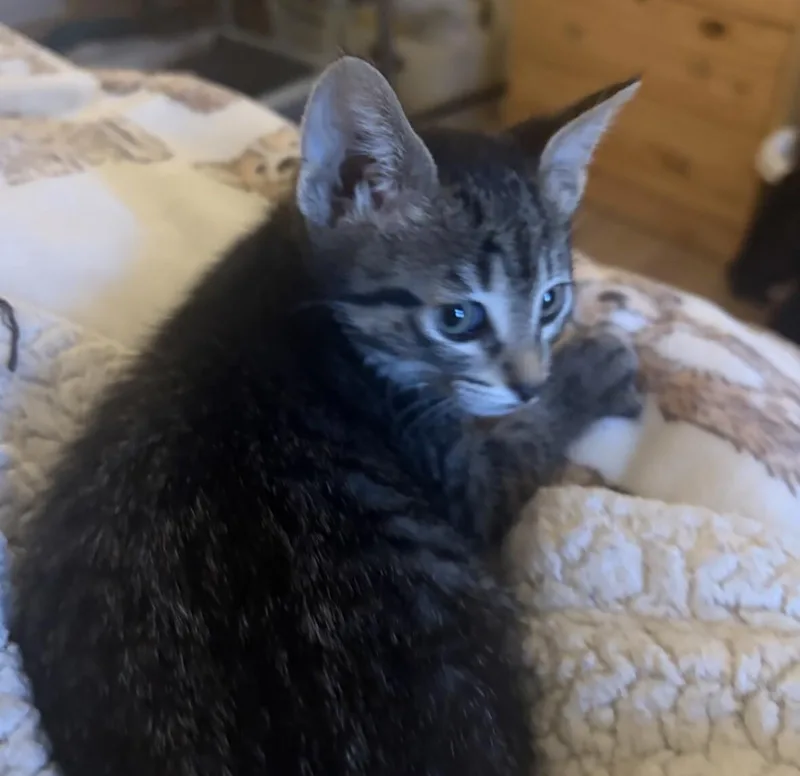 A young medium-sized female Domestic Short Hair cat named Toaster Oven for adoption in Fort Collins, CO