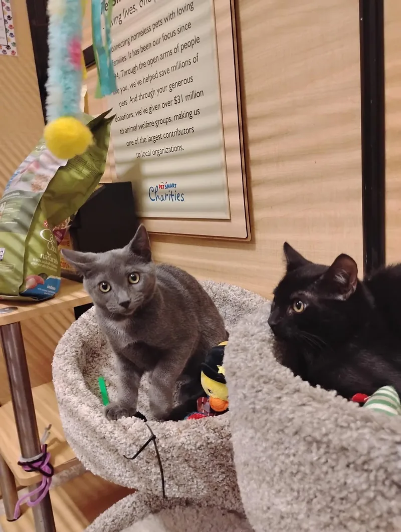 A baby small-sized male Gray / Blue / Silver Domestic Short Hair cat named Flash and Cisco for adoption in Bellmawr, NJ