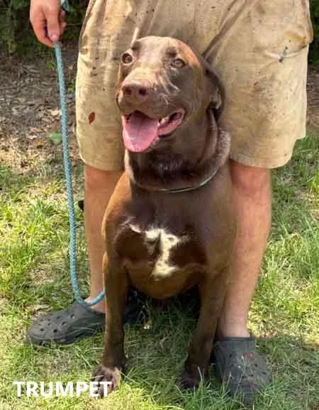 An adult large-sized male Brown / Chocolate Labrador Retriever dog named Trumpet for adoption in Washington, GA