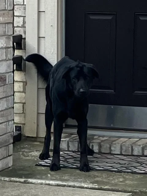 A young large-sized male Mixed Breed dog named Damon for adoption in Dallas, TX
