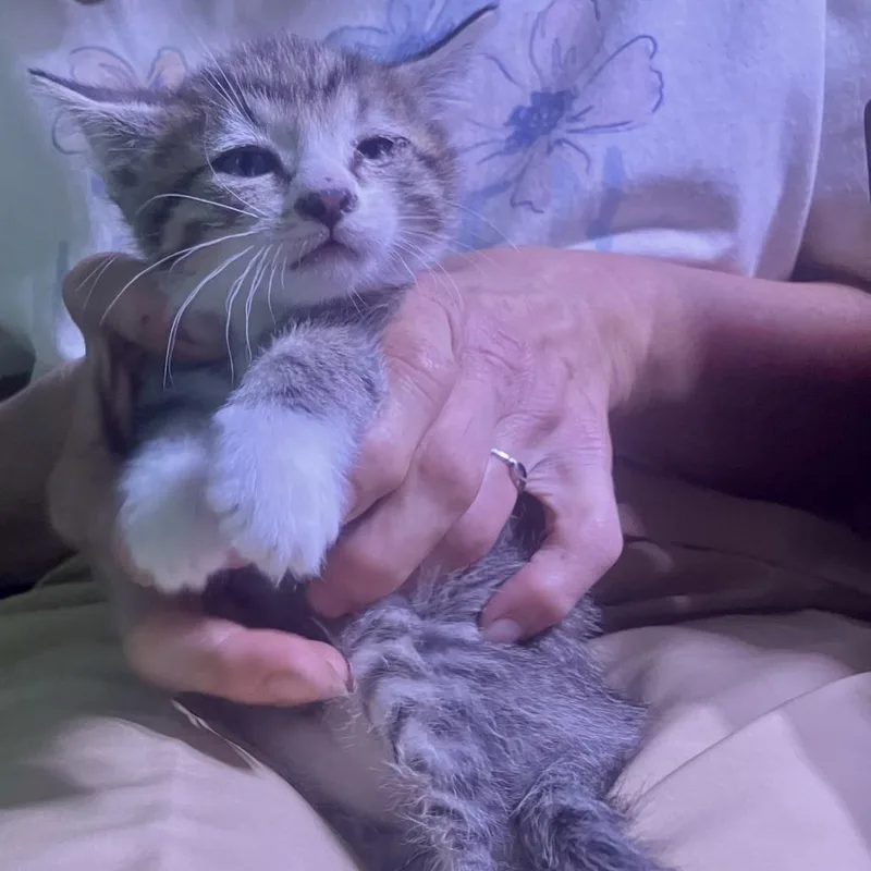 A baby small-sized male Brown / Chocolate Domestic Short Hair cat named Azure for adoption in Mount Juliet, TN