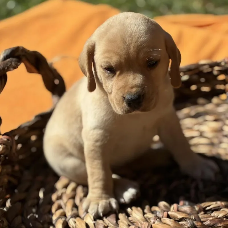 A baby medium-sized male Retriever dog named Ninja for adoption in Huntsville, AL
