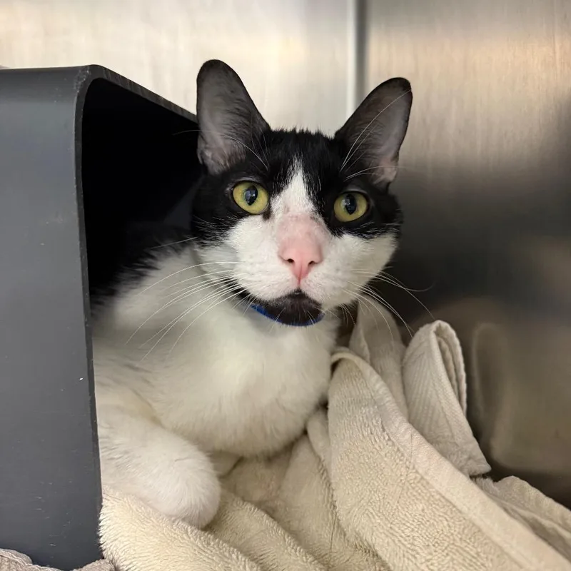 An adult large-sized male Black Domestic Short Hair cat named Oreo for adoption in Chicago, IL