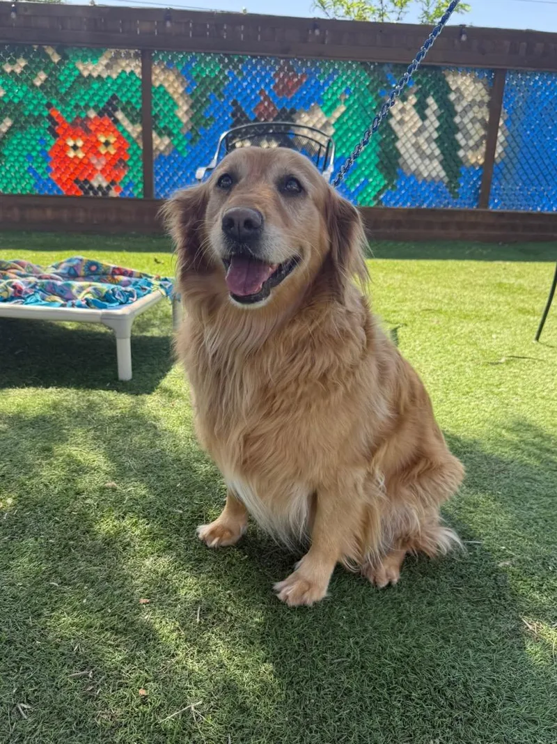 An adult medium-sized female Golden Golden Retriever dog named Penny for adoption in Temecula, CA
