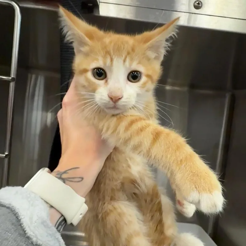 A baby medium-sized male Tabby (Orange / Red) Domestic Short Hair cat named Flip Flop for adoption in Portland, OR