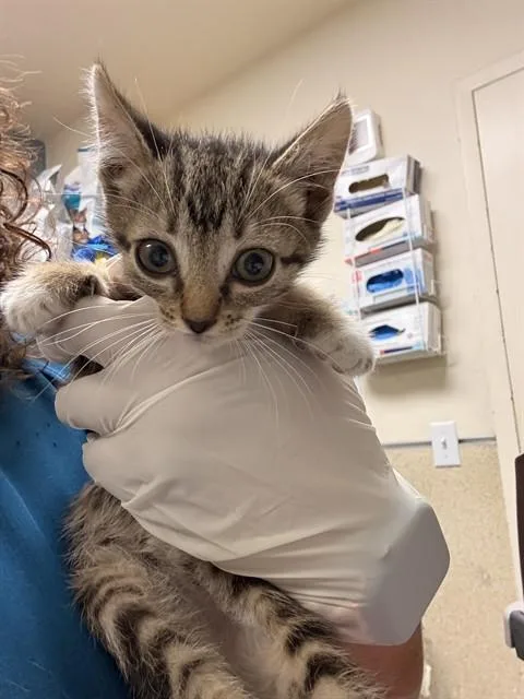 A baby small-sized female Domestic Short Hair cat named Blossom for adoption in Riverside, CA