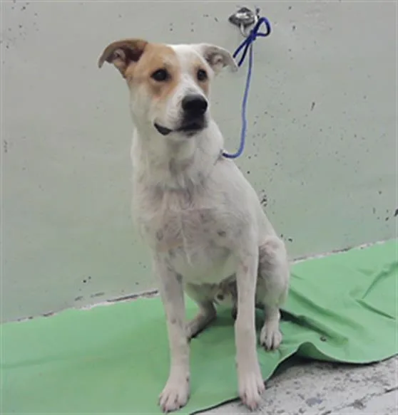 A young medium-sized male Labrador Retriever dog named Draco for adoption in Houston, TX