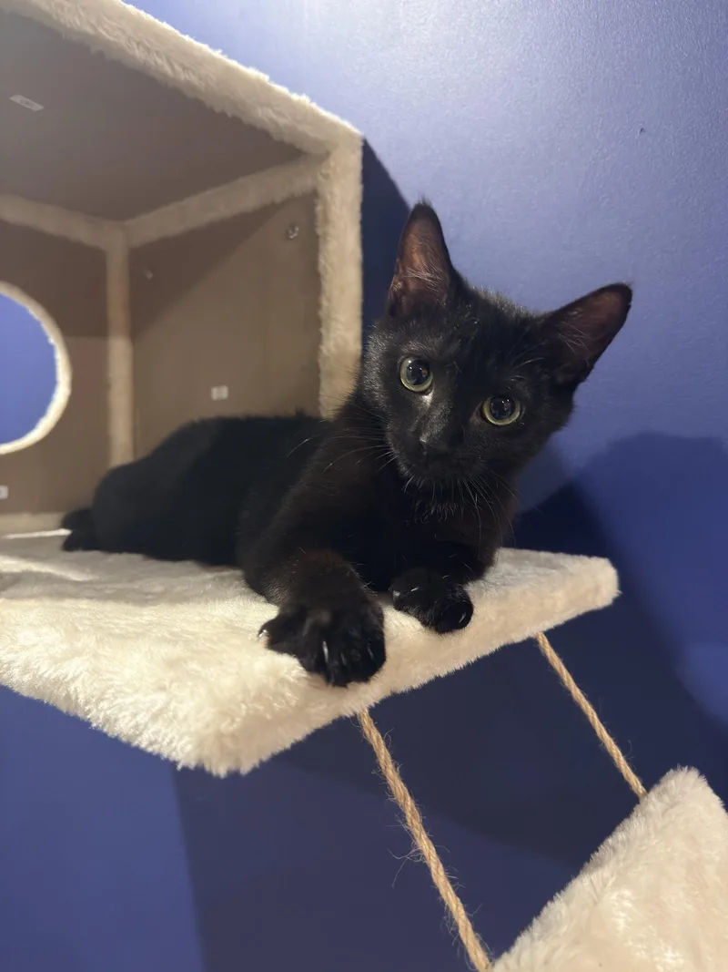 A young medium-sized male Black Domestic Short Hair cat named Christopher for adoption in Herndon, VA