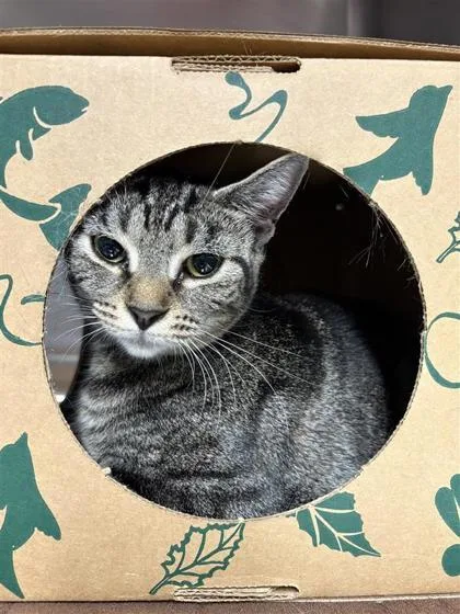 An adult small-sized female Domestic Short Hair cat named Tabitha for adoption in West Chester, PA