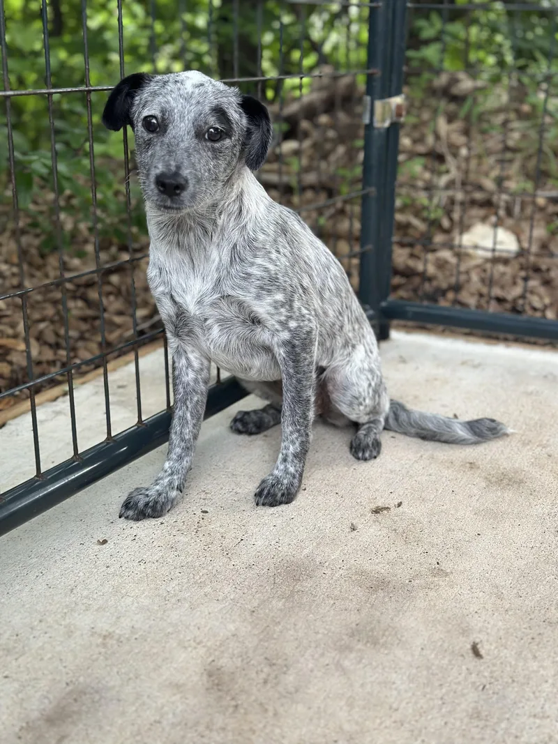 A baby medium-sized female Tricolor (Brown, Black, & White) Australian Cattle Dog / Blue Heeler dog named Harlie for adoption in Norfolk, MA